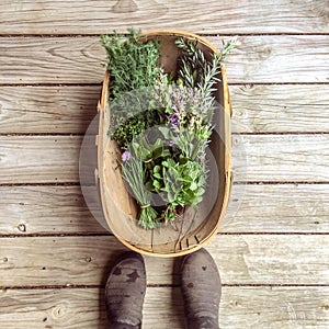 Personal POV looking down at basket of fresh garden herbs on rustic deck with feet in gum boots