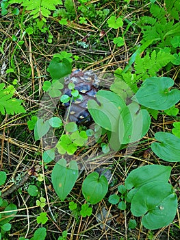 Personnel boss in the vicinity of Khanty-Mansiysk