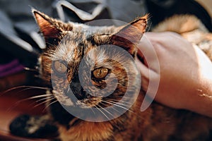 Persons hand strokes cat.