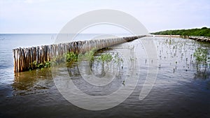 Bamboo Sticks Fence for Seashore Plants Protection