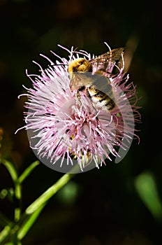 Perspective of a Bumble bee - Bombus ruderatus - pollinating a thistle