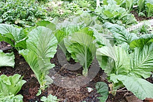 perspective cabbage field