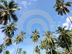 The perspective of the coconut palm plantation near the beach on the blue sky