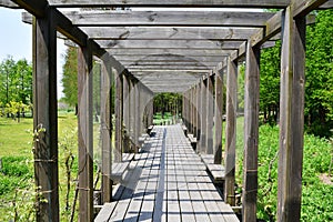 The perspective effect of a wisteria trellis