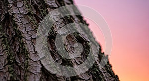 Perspective emphasizes the vertical structure and details of the tree s