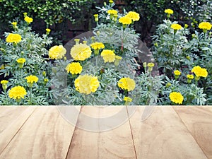 Perspective of empty vintage wooden flooring deck with yellow marigold flowers tagetes erecta blooming in backyard