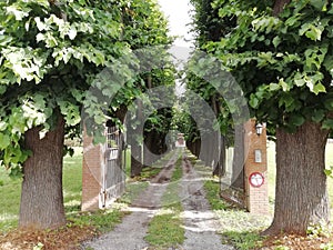 Perspective Green trees lining a driveway  to  ancient villa Italy   Europe