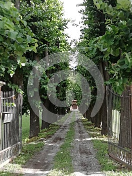 Perspective Green trees lining a driveway  to  ancient villa Italy   Europe