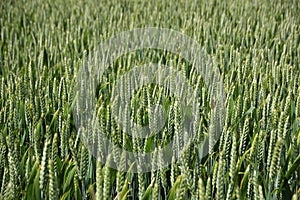 Perspective of Green Wheat Crop Field in Spring