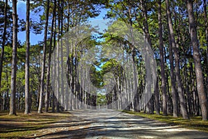 perspective of pine wood in Boh Kaew foresty plantation in chiangmai northern of thailand