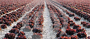 Perspective of Red leaf lettuces in a row at agricultural plantation in Spain. organic vegetables. scene of agricultural field of