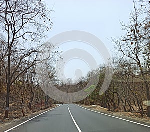 Perspective of road  Trees on bothside