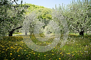 Perspective row of blossomed apple trees in fruit orchard