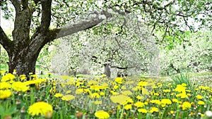 Perspective row of blossomed apple trees in fruit orchard