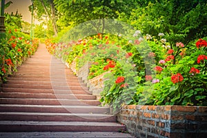 Perspective row of pink and red blooming geranium flowers on sid