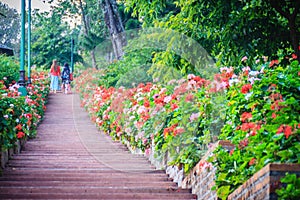 Perspective row of pink and red blooming geranium flowers on sid