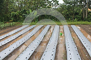 Perspective of rows of soil covered with plastic mulch