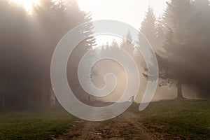 Ground road in the Carpathian forest on a foggy day