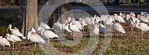 Perspective shot of large group of white ibis birds