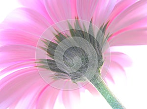 A perspective shot of a pink gerbera