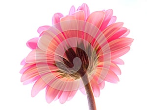 A perspective shot of a pink gerbera