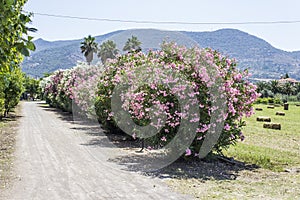 Perspective shot of pink roses with blurry mountains at Petra in Lesvos