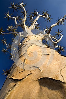 Perspective shot of quiver tree