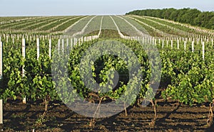 Perspective shot of a summer vineyard