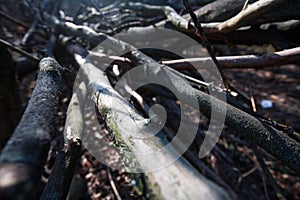 Perspective view close up of dry branches fallen tree. Small field of depth on wooden snag. campfire windbreak material. weaved