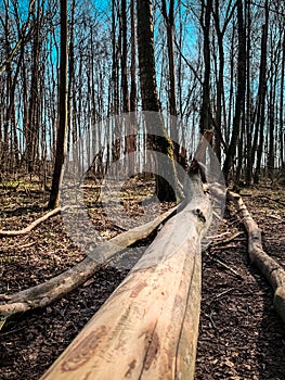 Perspective view of felled tree trunk without bark in the forest. Spring peacefull woods landscape photo
