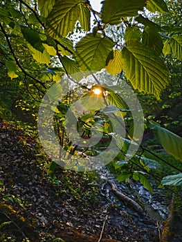 Perspective view on green leaves at sunrays