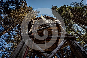 Perspective view of a ladder from below of a typical wooden treehouse inside a forest in a sunny day