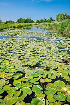 Perspective view of large leaves of waterlily plants in a canal