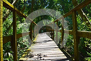 A perspective view of Lekki Conservation Center, Lagos