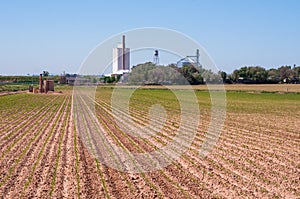 Perspective view of newly sprouted corn seedlings in rural Colorado, USA