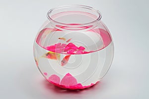 Perspective view of round aquarium bawl