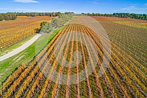 View of straight rows of grape vines in autumn. photo