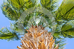 Perspective view of a tall palm tree against a blue sky. Palm tree, view from below, horizontal shot. Palm tree trunk with green