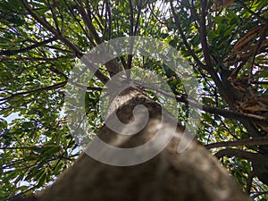 Perspective view from the trunk of a mango tree.