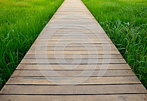 Perspective view of wooden boardwalk