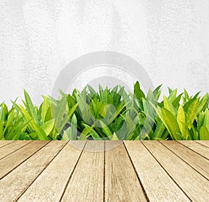 Perspective wood over green tree leaves over white cement wall background