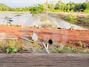 Perspective Wood table pattern and Fish pond backgrounds