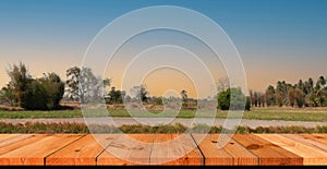 perspective wooden board over blurred rice field in countryside