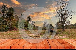 perspective wooden board over blurred rice field in countryside