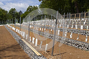 Perspective of young vine stocks in a new modern vineyard