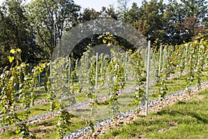 Perspective of young vine stocks in a new modern vineyard