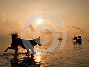 Perspectives silhouette of happy dog running in the sea at sunrise in summer time with long tail fishing boat reflect with water