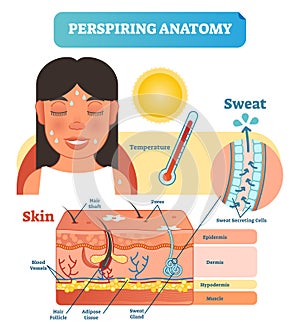 Perspiring Anatomical Skin Cross Section Vector Illustration Diagram with Sweat Secreting Cells.