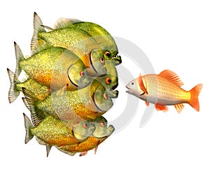 Persuasion concept, goldfish and piranhas photo