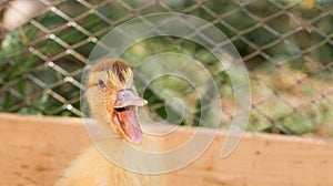 Perturbing duckling in a cage